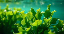 veganes Algen Omega 3