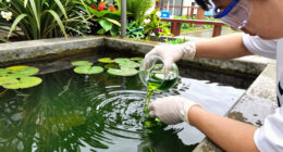 12 Best Pond Algae Removers in 2026