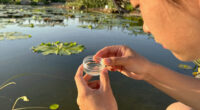Not All Algae Is Harmless — Here’s When It Becomes a Real Health Threat