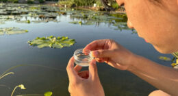 Not All Algae Is Harmless — Here’s When It Becomes a Real Health Threat