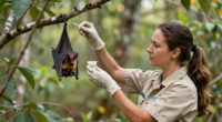 rabies bat