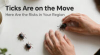 Ticks Are on the Move. Here Are the Risks in Your Region.