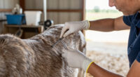 Phibro Animal Health Surges In Global Coverage